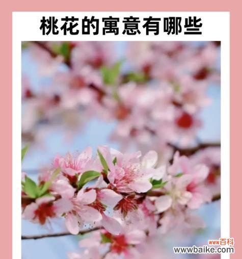 折色花语是什么意思?折色花的特别含义是什么?