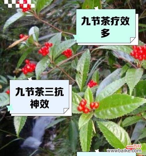 九节花的花语是什么？它在不同文化中的含义有何不同？