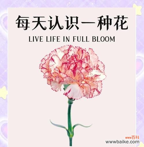 九节花的花语是什么？它在不同文化中的含义有何不同？