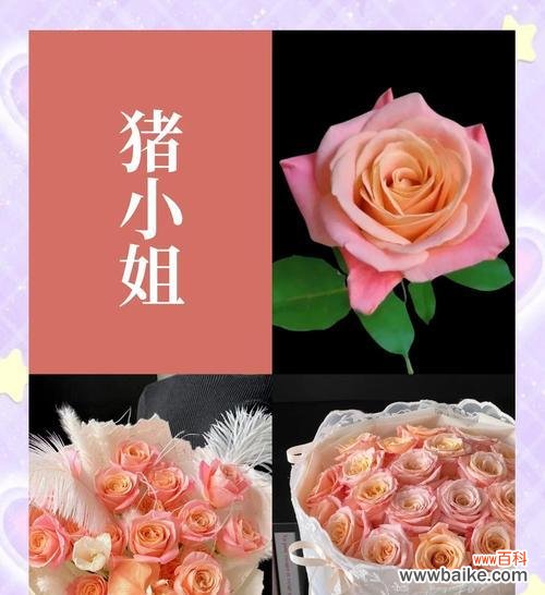 九节花的花语是什么？它在不同文化中的含义有何不同？