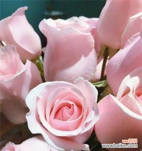 哪些粉色花象征初恋？初恋花卉的代表有哪些？