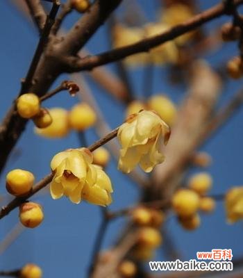 揭示寒冬中的坚强与希望 腊梅花的寓意与象征意义