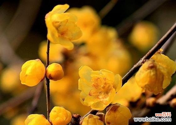 揭示寒冬中的坚强与希望 腊梅花的寓意与象征意义