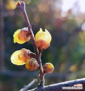 探索腊梅花的魅力与内涵 腊梅花的寓意与象征——坚韧不拔，勇往直前