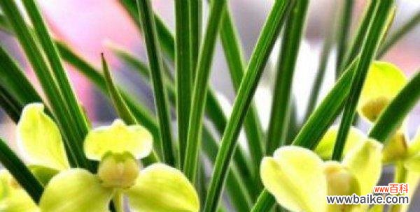 深情不言 兰花的花语与寓意