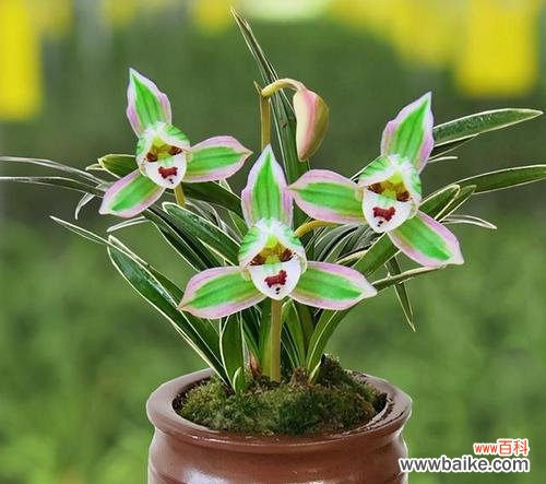 深情不言 兰花的花语与寓意