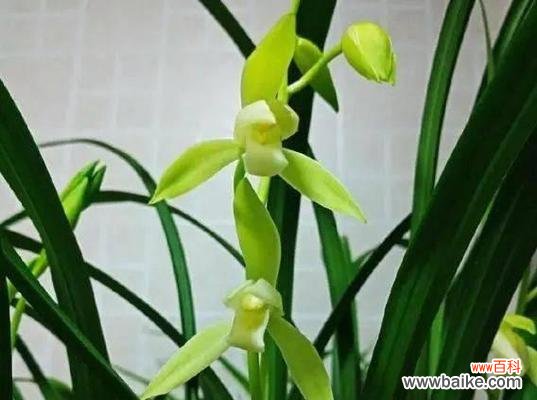 深情不言 兰花的花语与寓意