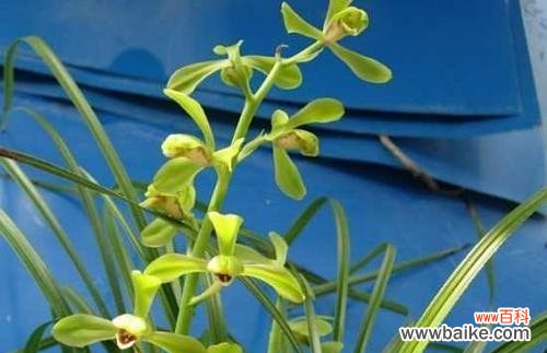 兰花的神秘之美与寓意 兰花的花语与含义