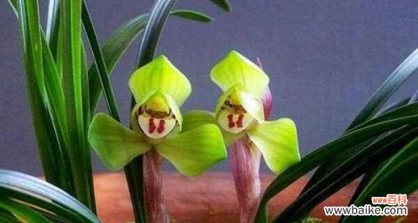 探寻兰花背后的深意 以兰花的花语与寓意