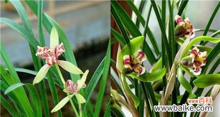 深入解读兰花的内涵和象征意义 兰花之美