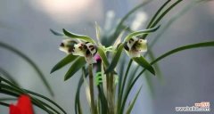 探索兰花的精神内涵和文化价值 兰花的象征意义与美丽之源