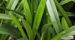 兰花的神秘之处与人们的情感交织 探秘兰花的象征意义