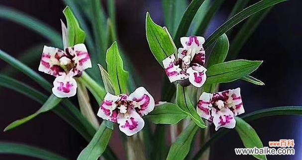 探寻兰花的象征意义与美学价值 以兰花为象征的高洁典雅之美