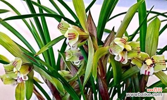 探寻兰花的象征意义与美学价值 以兰花为象征的高洁典雅之美