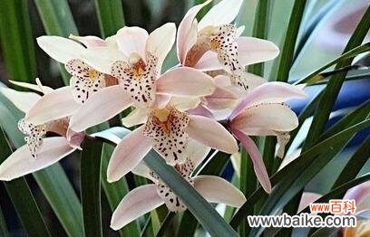 探索兰花的象征意义与传承文化 解读兰花花语的深刻内涵