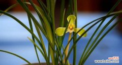 探究兰花的美丽与哲理 兰花花语与寓意