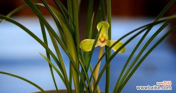 探究兰花的美丽与哲理 兰花花语与寓意