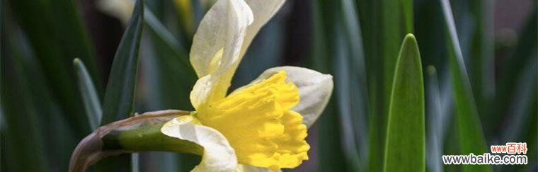 探究兰花的美丽与哲理 兰花花语与寓意