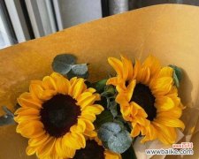 传递关怀与祝福 蓝桉的花语及适合送人的意义