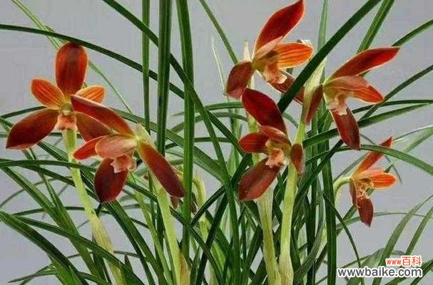 探索兰花的精神内涵与文化意义 兰花寓意与其象征意义