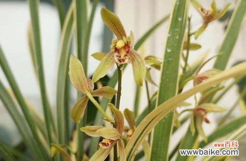 探索兰花的精神内涵与文化意义 兰花寓意与其象征意义