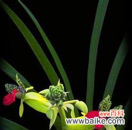 探索兰花的神秘内涵 兰花花语的象征与寓意