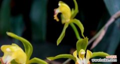 解析以兰花花语 以兰花花语的含义及传承