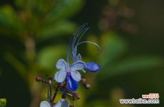 探索花卉语言中的蓝蝴蝶之谜 蓝蝴蝶花语的深刻寓意