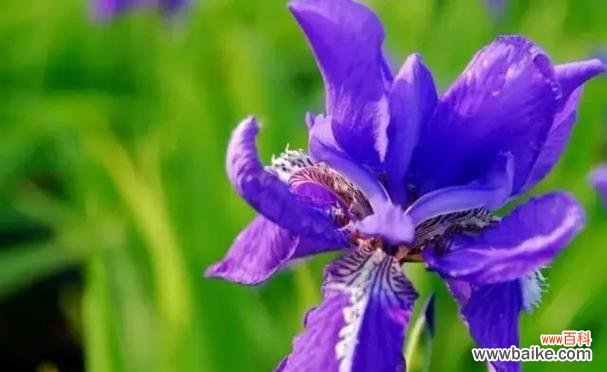 探索花卉语言中的蓝蝴蝶之谜 蓝蝴蝶花语的深刻寓意