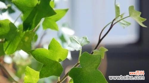 揭示蓝桉花语的深层含义 以蓝桉的花语是什么意思