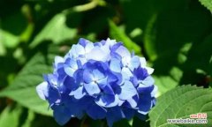 揭示蓝桉花语的深层含义 以蓝桉的花语是什么意思