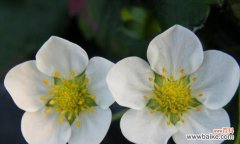 以花朵的勇敢之姿 勇敢的花