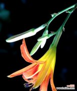 解读花卉中蕴含的忧愁情感 忧愁的花语