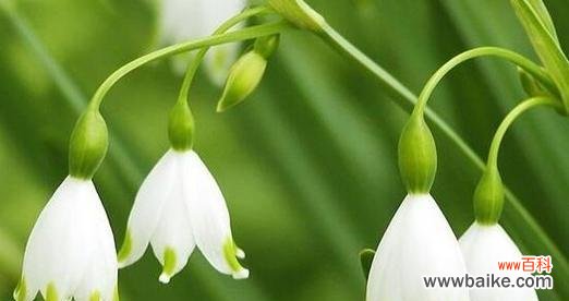 忧伤的花语与生命的沉重 忧伤的花-红花牵绊着忧伤的情绪