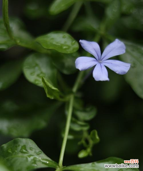 以花为媒 探寻忧郁的花语之忧郁的花