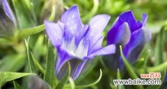 以花为媒 探寻忧郁的花语之忧郁的花