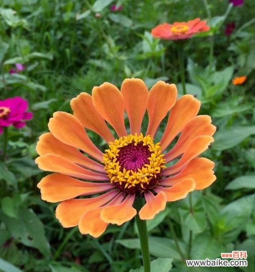 探索花语中的友谊之美 友谊的花