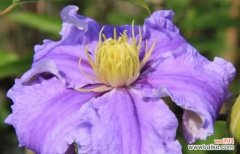 传递爱与宽恕的花语 以花语表达原谅之美