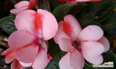 以花语传递友情的深情厚意 友情的花