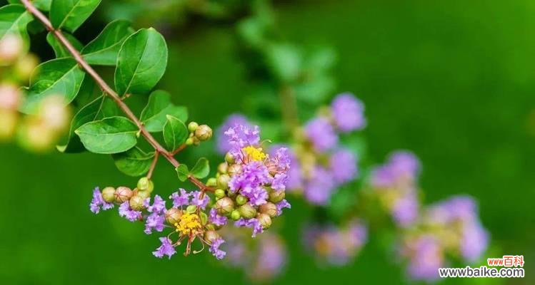 探寻再见的花语与花朵的告别之美 再见的花语