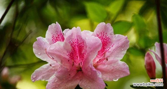 探寻再见的花语与花朵的告别之美 再见的花语