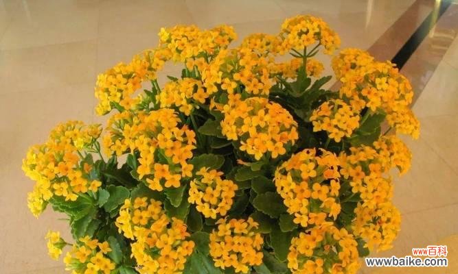 探索长寿花的奥秘与象征意义 长寿的花花语