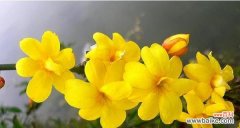 探寻花语祝福的世界 花语祝福——用花传递祝愿的美好