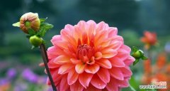 探索自负花的独特个性与魅力 自负之花