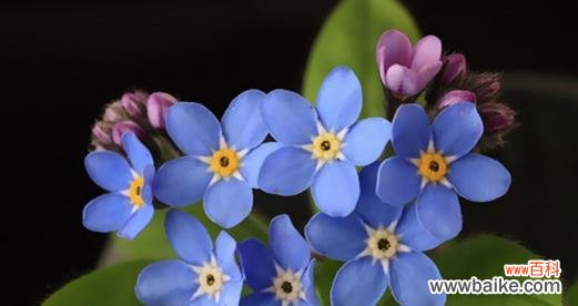 真诚的花语有哪些 真诚的花——以花语表达真诚的心情