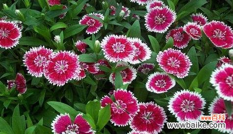 真诚的花语有哪些 真诚的花——以花语表达真诚的心情