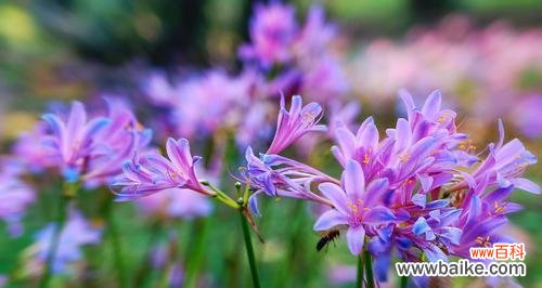 花语中的重逢之美 重逢的花海