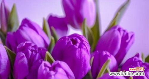 探秘祝福之花的语言 用花语传递祝福——祝福的花语