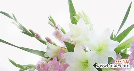 探秘祝福之花的语言 用花语传递祝福——祝福的花语