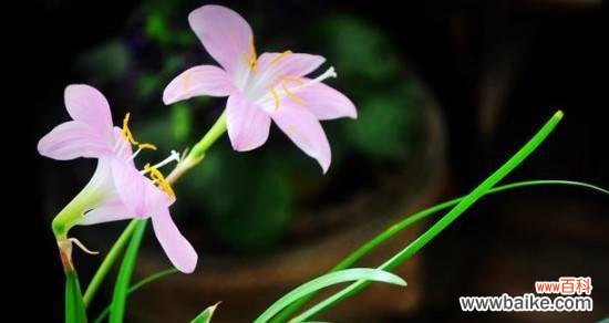 以花语传递自由的力量 自由之花